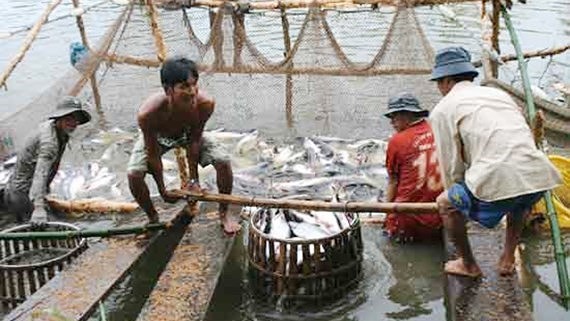 Local farmers harvest tra fish photo: SGGP