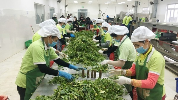 EU removes frequency of management on sure Vietnamese spicy herbs EU removes frequency of management on sure Vietnamese spicy herbs