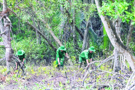 The mangrove forest in Can Gio District (Photo: SGGP) ảnh 1