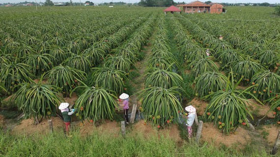 Gov’t to strengthen management at regions with agricultural Production Unit Code ảnh 1 Gov’t to strengthen management at regions with agricultural Production Unit Code ảnh 1