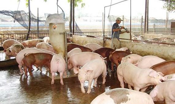 Pig prices continuously recover in Dong Nai Province