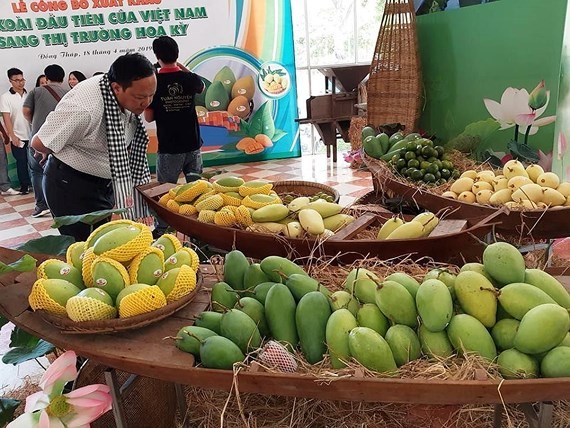 Vietnamese mangoes have officially been allowed to be exported to the US. (Photo: SGGP) 