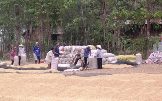 Mekong Delta farmers suffer rice crop failure, low price ảnh 1 Mekong Delta farmers suffer rice crop failure, low price ảnh 1