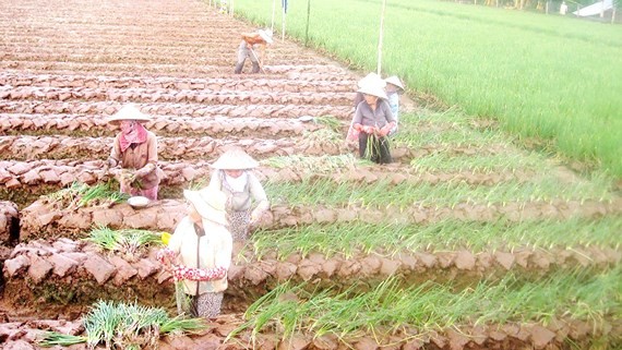 Growing vegetables is more effective than growing rice. (Photo: SGGP)