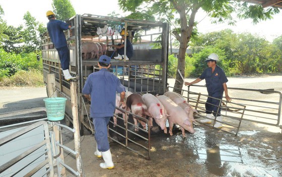 There will be possibly a shortage of pork at the end of the year. (Photo: SGGP)