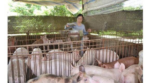 Total pig herd in Dong Nai Province drops by 40 percent