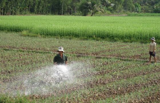 Crop switching on rice growing land brings higher economic efficiency. (Photo: SGGP)