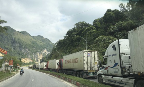 Container trucks carrying farm produce line up to wait for customs clearance. (Photo: SGGP)