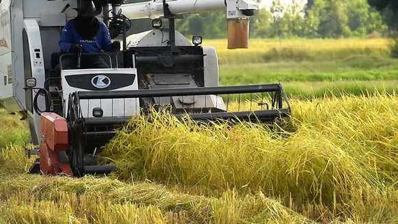 Farmers use combine harvester for rice harvesting. (Photo: SGGP) 