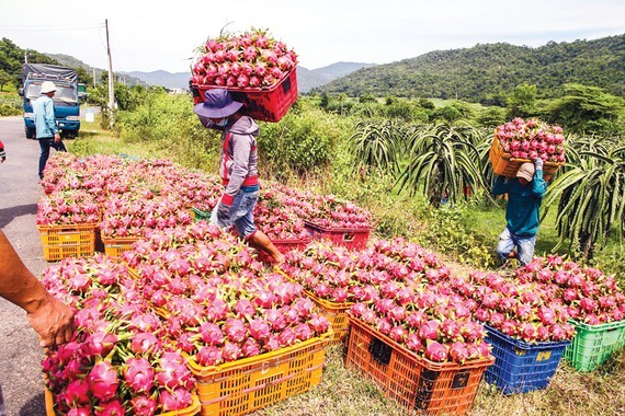 Dragon fruits are unable to export to China due to the outbreak of the novel coronavirus. (Photo: SGGP)