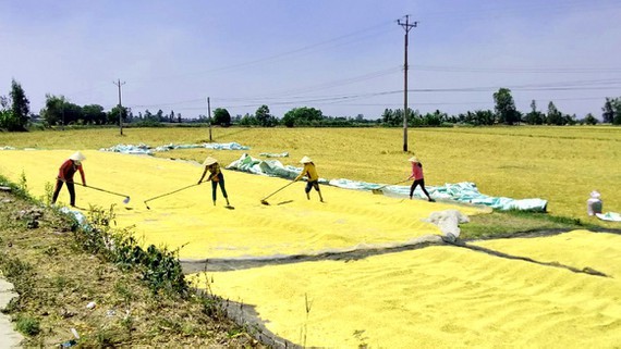 Rice harvesting in Can Tho City. (Photo: SGGP)