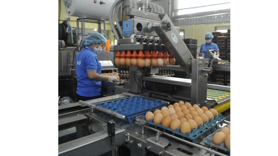 The egg processing line of an enterprise in HCMC (Photo: SGGP)