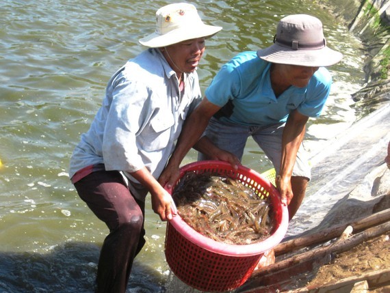 Farmers harvest shrimps in Soc Trang Province. (Photo: SGGP)