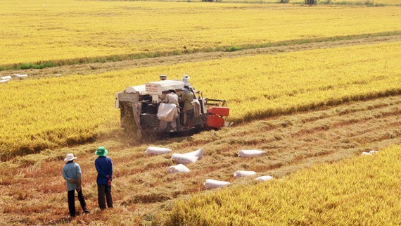 Farmers harvest rice in the Mekong Delta (Photo: SGGP)