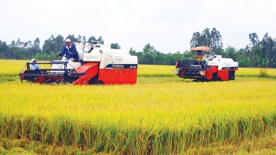Large-scale rice field in the Mekong Delta. (Photo: SGGP)