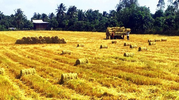 Rice harvesting in the Mekong Delta. (Photo: SGGP)