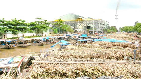 Vi Thanh Sugar Refinery has to close due to a shortage of material sugarcane. (Photo: SGGP)