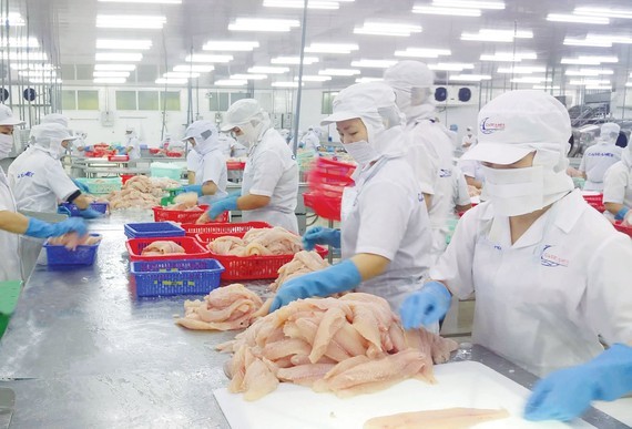 Workers process pangasius fish for export at a company in the Mekong Delta. (Photo: SGGP)