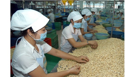 Workers process cashew nuts for export in Binh Phuoc Province. (Photo: SGGP)