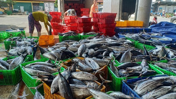 Fishermen in Khanh Hoa Province enjoy bumper catch of skipjack tuna. (Photo: SGGP)