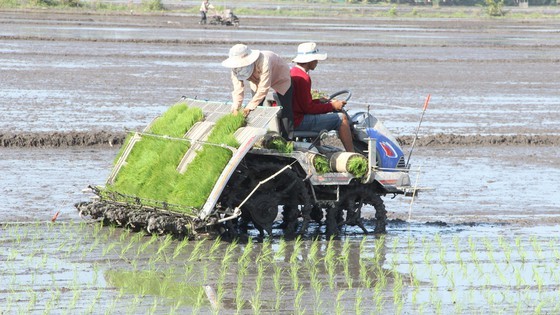 Farmers in Hau Giang Province grow rice by rice planting machine. (Photo: SGGP)