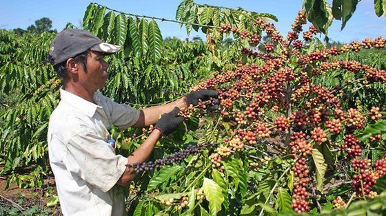 Coffee is one of key export products of Vietnam to Poland. (Photo: SGGP)