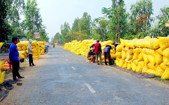 Mekong Delta farmers put effort into elevating Vietnamese rice ảnh 1 Mekong Delta farmers put effort into elevating Vietnamese rice ảnh 1