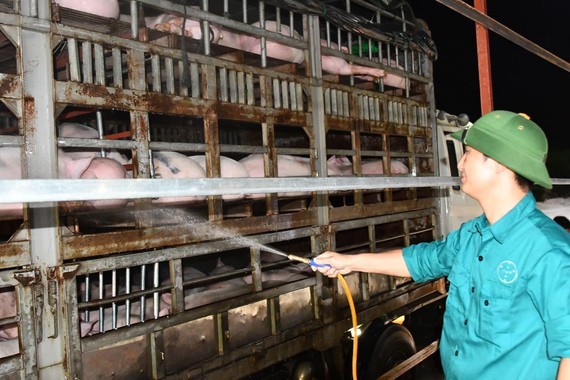 Vietnam urgently suspends import of live pigs from Thailand because of ASF ảnh 1 Vietnam urgently suspends import of live pigs from Thailand because of ASF ảnh 1