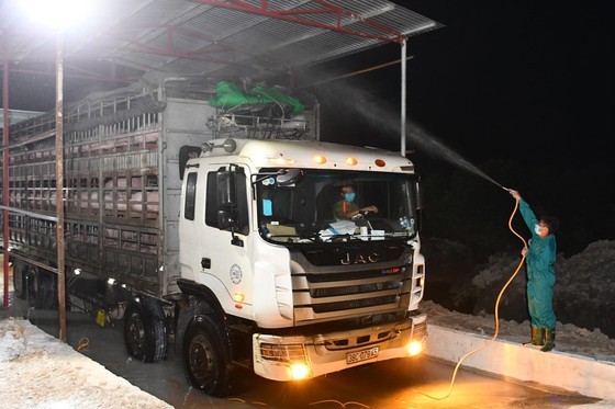 Vietnam urgently suspends import of live pigs from Thailand because of ASF ảnh 2 Vietnam urgently suspends import of live pigs from Thailand because of ASF ảnh 2