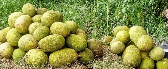 Farmers suffer losses as fruit prices plummet ảnh 2