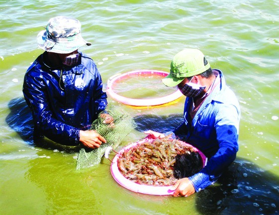 Mekong Delta posts positive results in shrimp exports ảnh 2 Mekong Delta posts positive results in shrimp exports ảnh 2