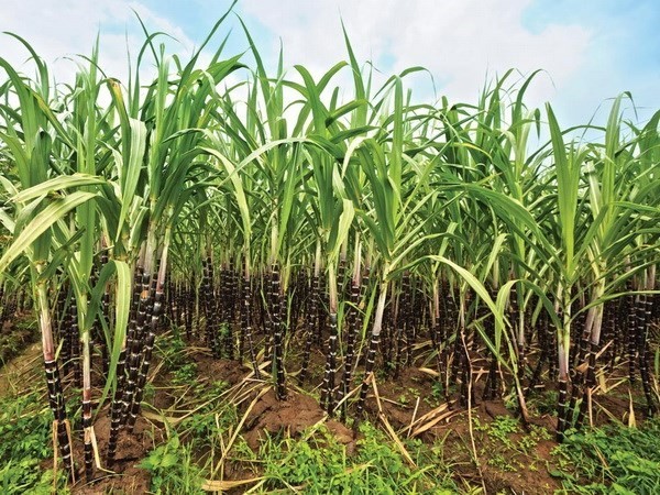 Sugarcane (Source: VNA)