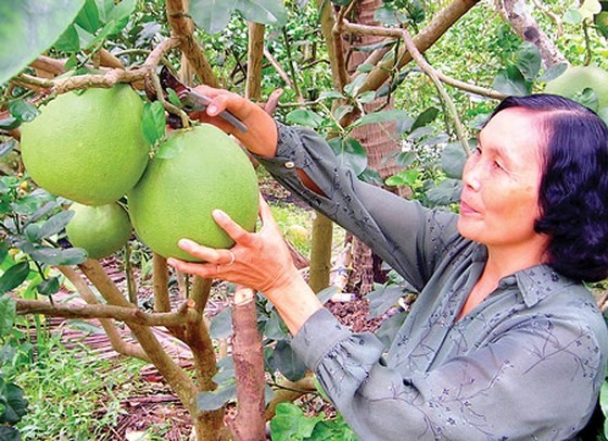Green-skin grapefruit cultivation has guaranteed a stable income for farmers in Ben Tre. (Photo: Sggp)