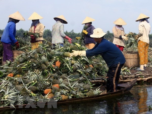 People harvest pineapple in Hau Giang province (Photo: VNA)