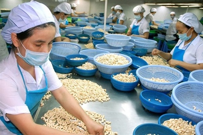 A cashew processing plant in Binh Phuoc province. (Photo: VNA)
